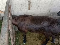 Carneiro, Ovelhas — foto 1