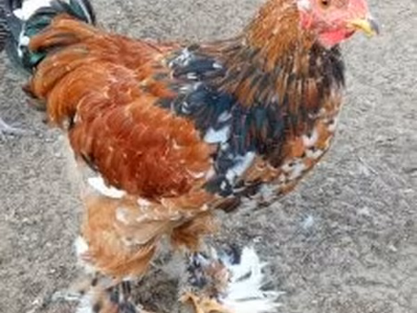 Brahma