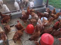 Chickens — photo 3