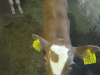 ثور, Simmental cattle — الصورة 1