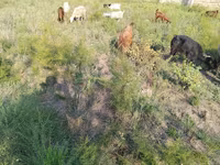 Cabras (lote, sexo no especificado), Cabras — foto 4