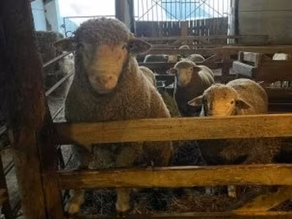 公羊, Ile-de-France sheep