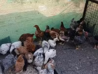 Chickens — फ़ोटो 7