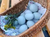 Chickens — photo 4
