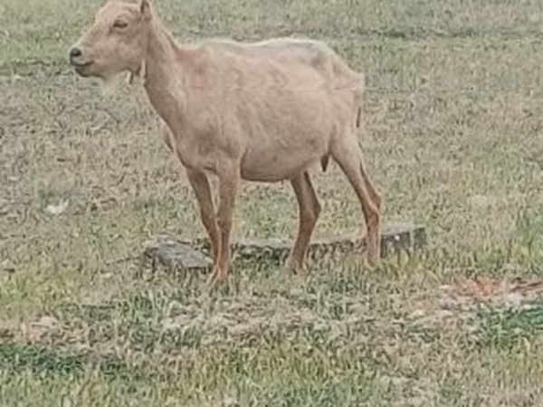 Kozel, Alpine goat