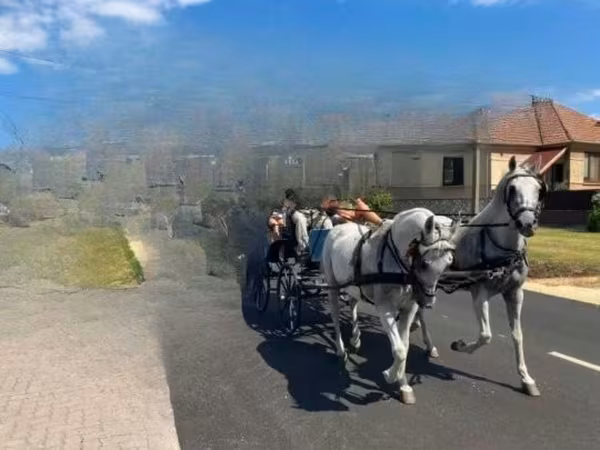 Stute, Pferde — Ungarn