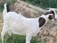 Koza, Boer goat — foto 1