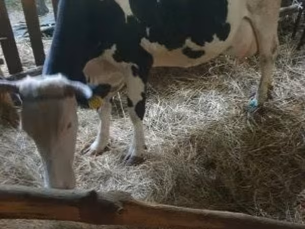 Kuh, Russian Black pied cattle