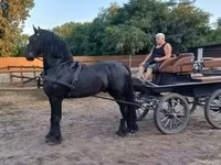 घोड़ा, Friesian — फ़ोटो 3