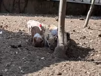خنزيرة, الخنازير — الصورة 3