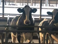 गाय, Swiss cattle — फ़ोटो 4