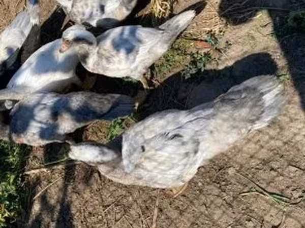 Ducks