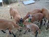 Schafe (Partie, Geschlecht nicht angegeben), Cameroon sheep — Foto 4