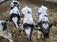 Rinder (Partie, Geschlecht nicht angegeben), Simmental cattle — Foto 1