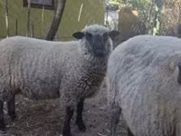 Kos, Shroshire sheep — 2. fotó
