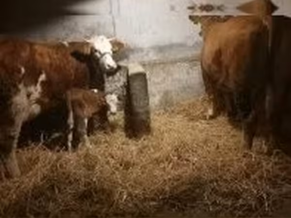 Kuh, Simmental cattle — Ungarn