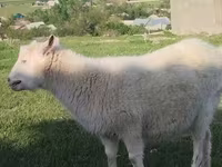 Dişi keçi, Russian White goat — foto 5
