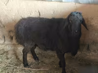 Kos, Hissar sheep — 2. fotó