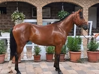 公马, Horses — 照片 1