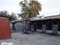 Козёл, Козлы — фото 2