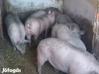 Süldőanya, Sertések — 3. fotó