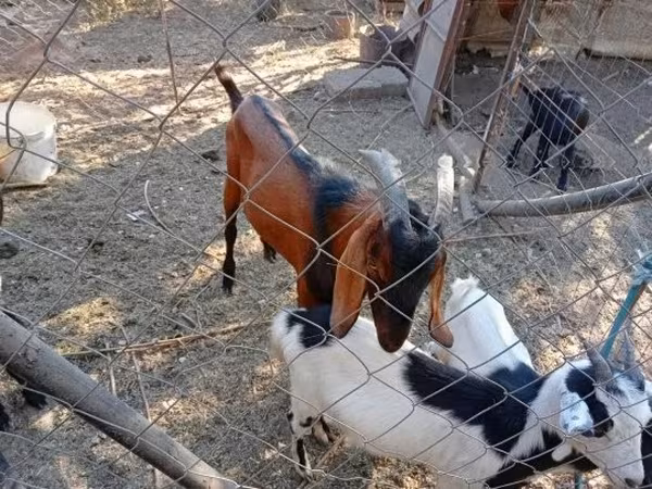 Bode, Nubian Goat