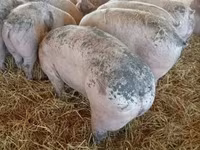 Pigs (batch, sex not specified), Крупная белая — photo 7