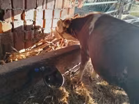 Toro, Simmental cattle — foto 3