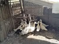 Ducks — photo 4