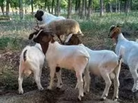 Ziegenbock, Boer goat — Foto 6