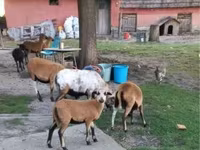 Schaf, Cameroon sheep — Foto 3