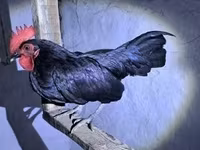 galinha dinamarquesa — foto 5