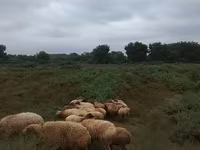 Qoyunlar (partiya, cinsi göstərilməyib), Qoyunlar — foto 5