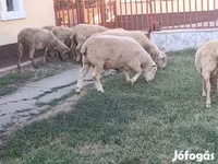 Widder, Ile-de-France sheep — Foto 3