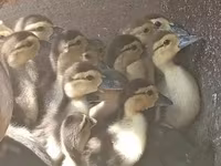 Ducks — Foto 2
