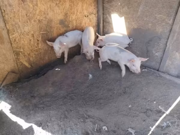 मादा सूअर, सूअर — हंगरी