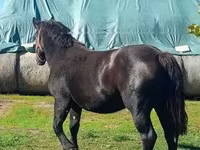 Égua, Cavalos — foto 1