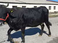 Vaca, Bovinos — foto 1