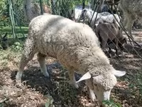 Kos, Ile-de-France sheep — 2. fotó