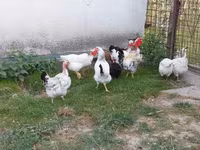 Chickens — photo 2
