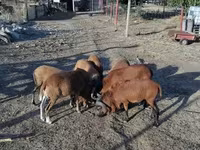 كبش, Cameroon sheep — الصورة 3