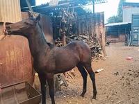 Horse (M), French Trotter — photo 1