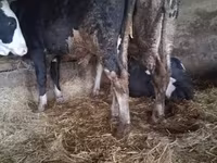 Bika, Russian Black pied cattle — 4. fotó
