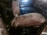 公猪, Pigs — 照片 3