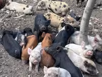 मादा सूअर, सूअर — फ़ोटो 1