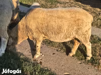 Widder, Ile-de-France sheep — Foto 8