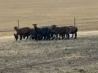 Sheep (batch, sex not specified), Cameroon sheep — photo 8