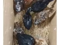 Chickens — zdjęcie 6