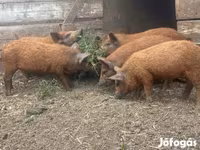Schweine (Partie, Geschlecht nicht angegeben), Мангалица — Foto 2