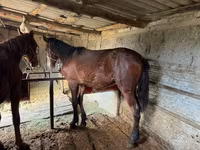 At, Horse breed — foto 7